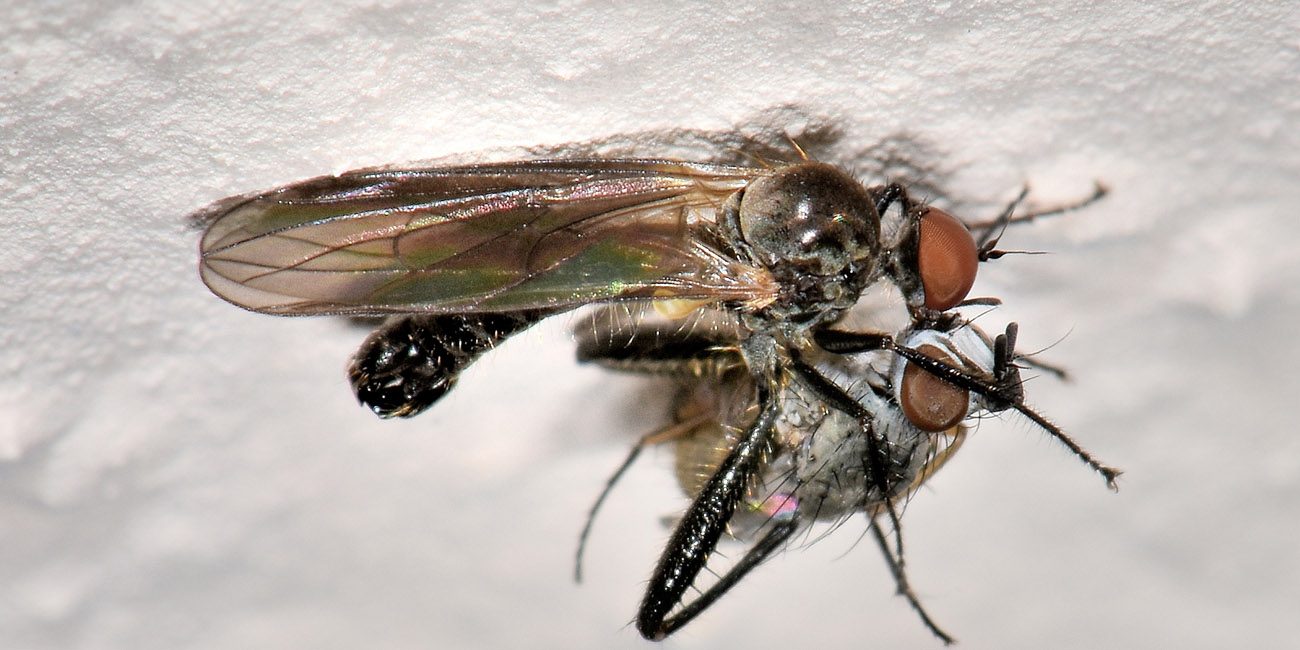 Hybotidae: Hybos sp.?  Sì !